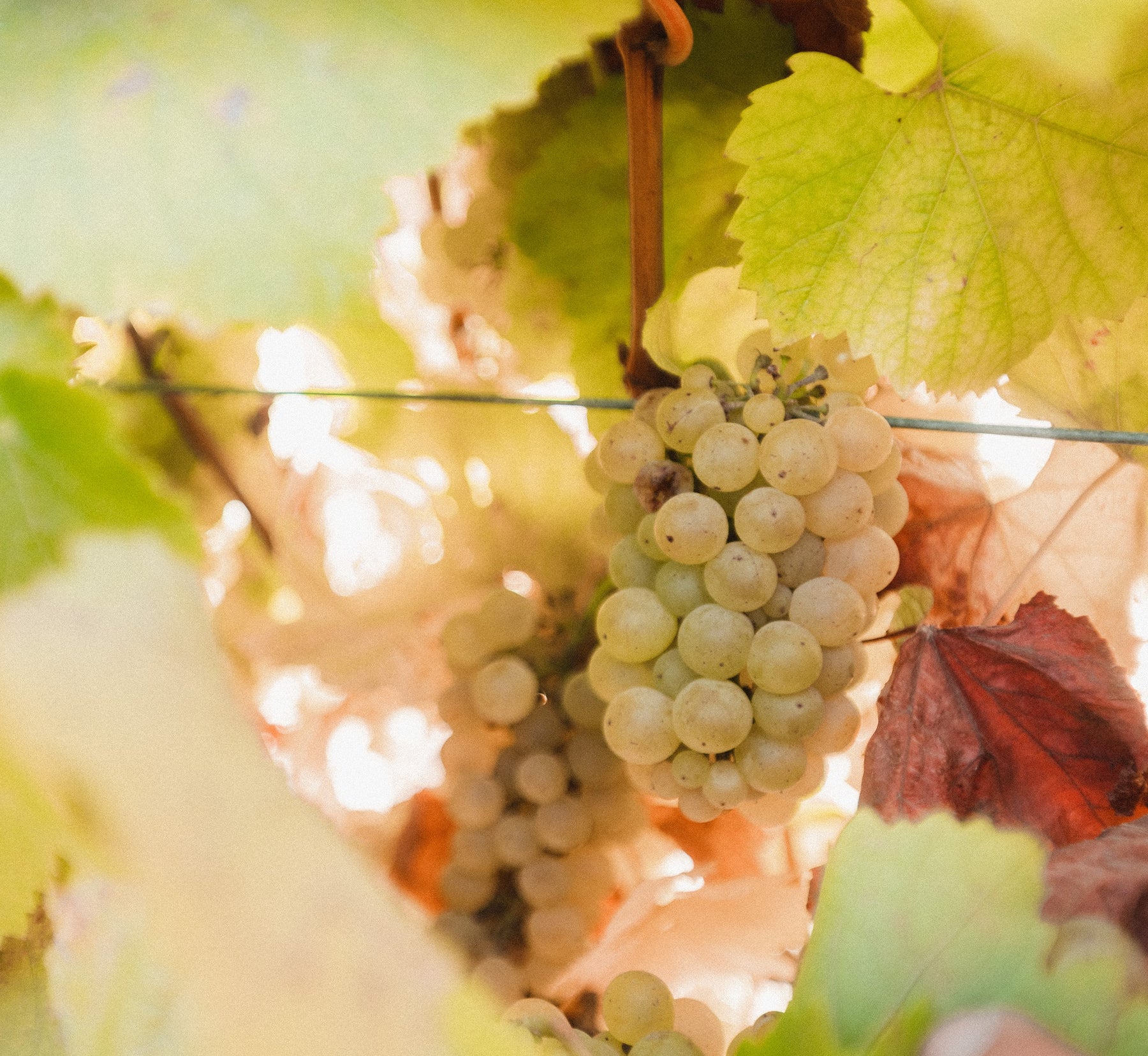 bundle of grapes in the vineyard