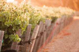 Close up of vineyards