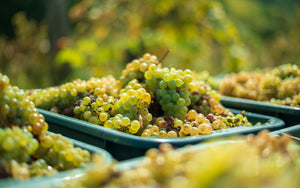 bunches of grapes in bins